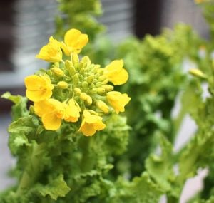 ナノハナ 花言葉「快活」