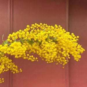 ミモザ　花言葉「真実の愛・友情」