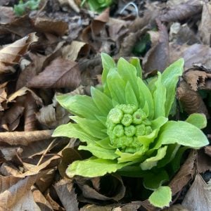フキノトウ 花言葉「仲間」