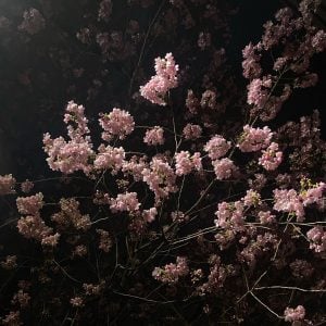 サクラ 花言葉「精神美」