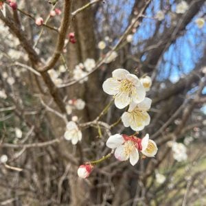 シラウメ 花言葉「気品」