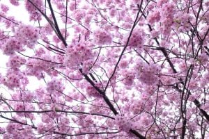 サクラ 花言葉「精神美」