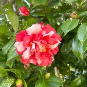 ツバキ 花言葉「控えめな素晴らしさ」