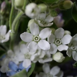 オキシペタラム 花言葉「信じあう心」