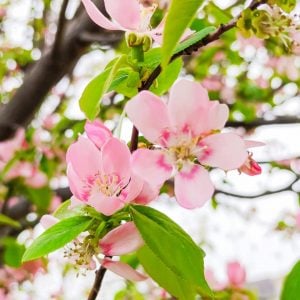 カリン 花言葉「唯一の恋」