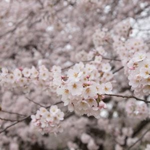 月に叢雲　花に風