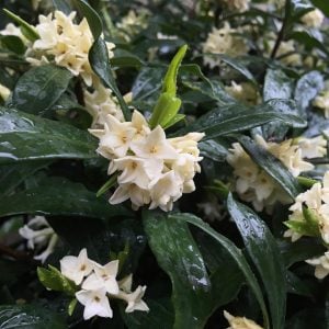 ジンチョウゲ 花言葉「不滅」