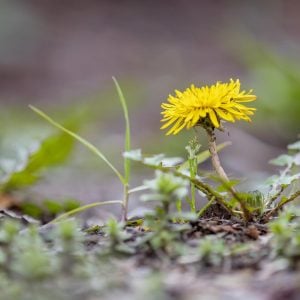 タンポポ 花言葉「思わせぶり」