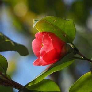 ツバキ 花言葉「謙虚」