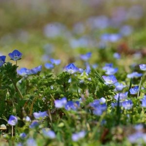 オオイヌノフグリ 花言葉「信頼」