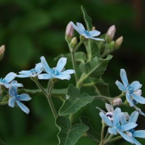 ブルースター 花言葉「信じあう心」