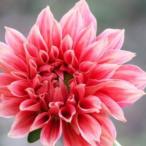 ダリア　花言葉「感謝」