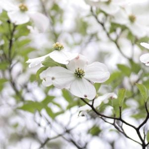 ハナミズキ　花言葉「私の気持ちを受け止めて」