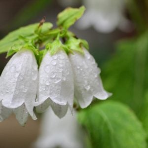 ホタルブクロ　花言葉「忠実」
