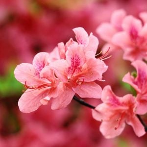 ツツジ 花言葉「恋の喜び」