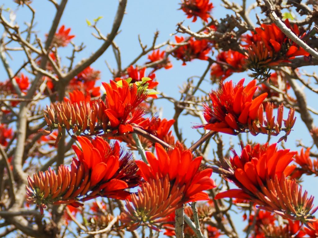 デイゴ 花言葉「生命力」
