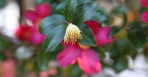 名残の花