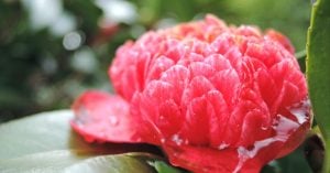 花の雨