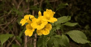 異国の花
