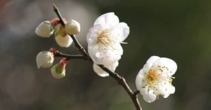 春を告げる