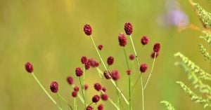吾もまた紅