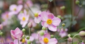 秋明菊の頃