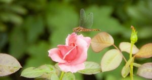 小泉八雲と虫の声
