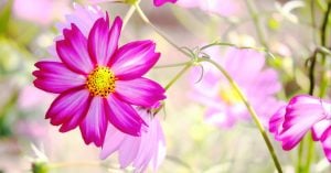 秋桜