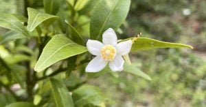 たちばなの花