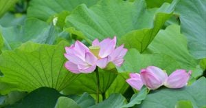 お盆入り