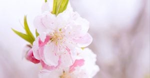 朧（おぼろ）