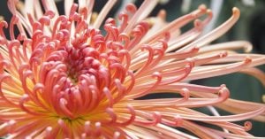 重陽（菊）の節句