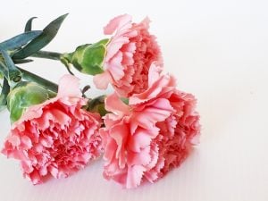 カーネーション　花言葉「感謝」「尊敬」