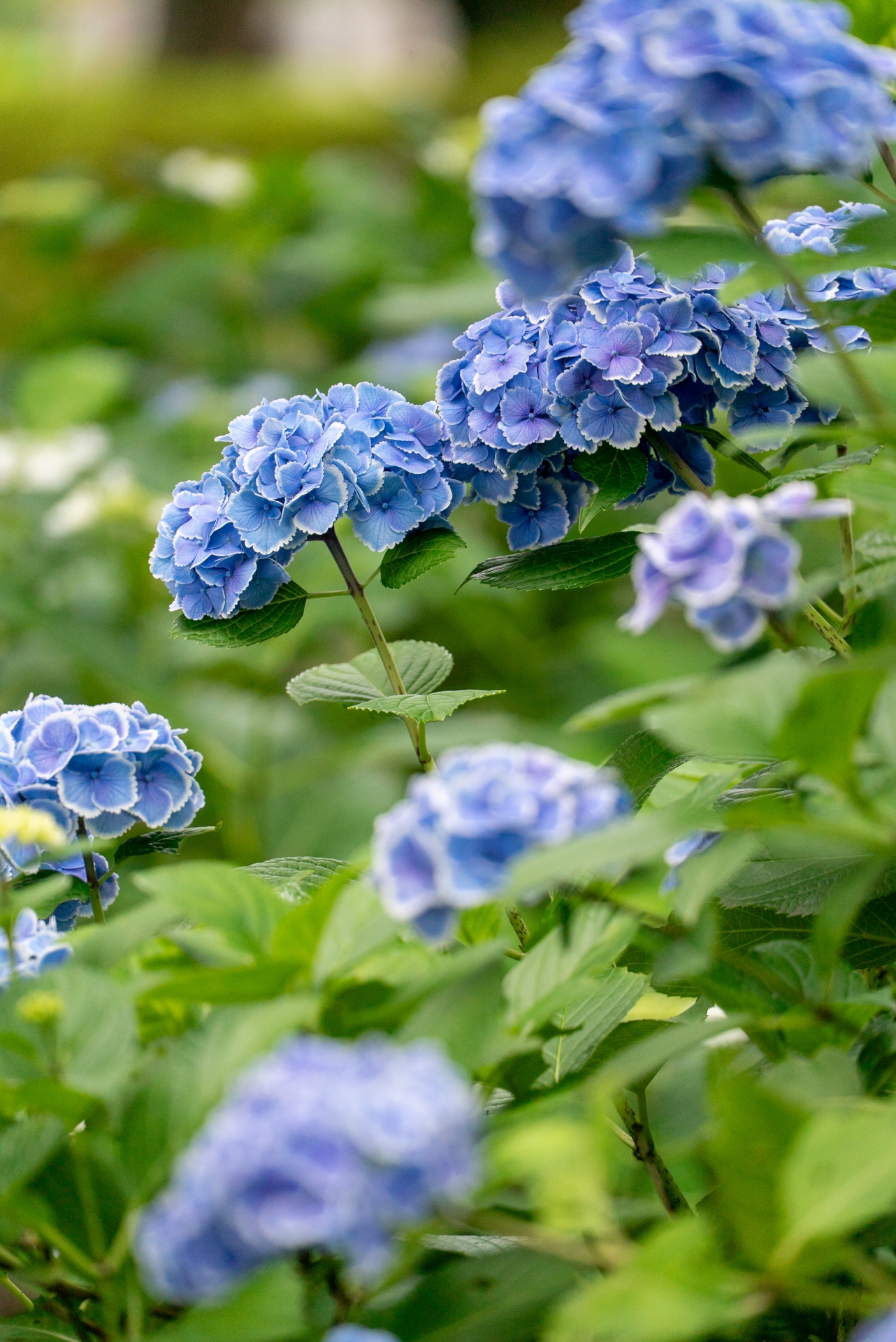 紫陽花（あじさい）花言葉「移り気」「辛抱強い愛」「和気あいあい」