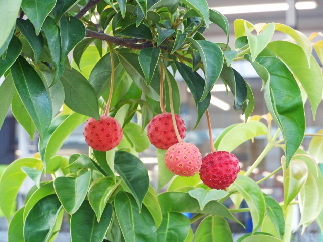ヤマボウシの花言葉は「友情」。