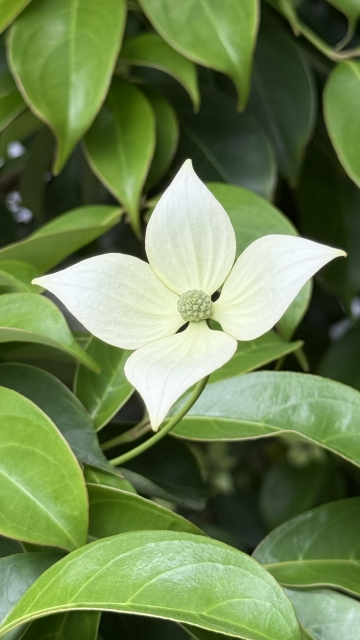 ヤマボウシの花言葉は「友情」。