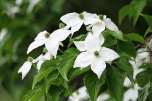 山法師（ヤマボウシ）花言葉「友情」