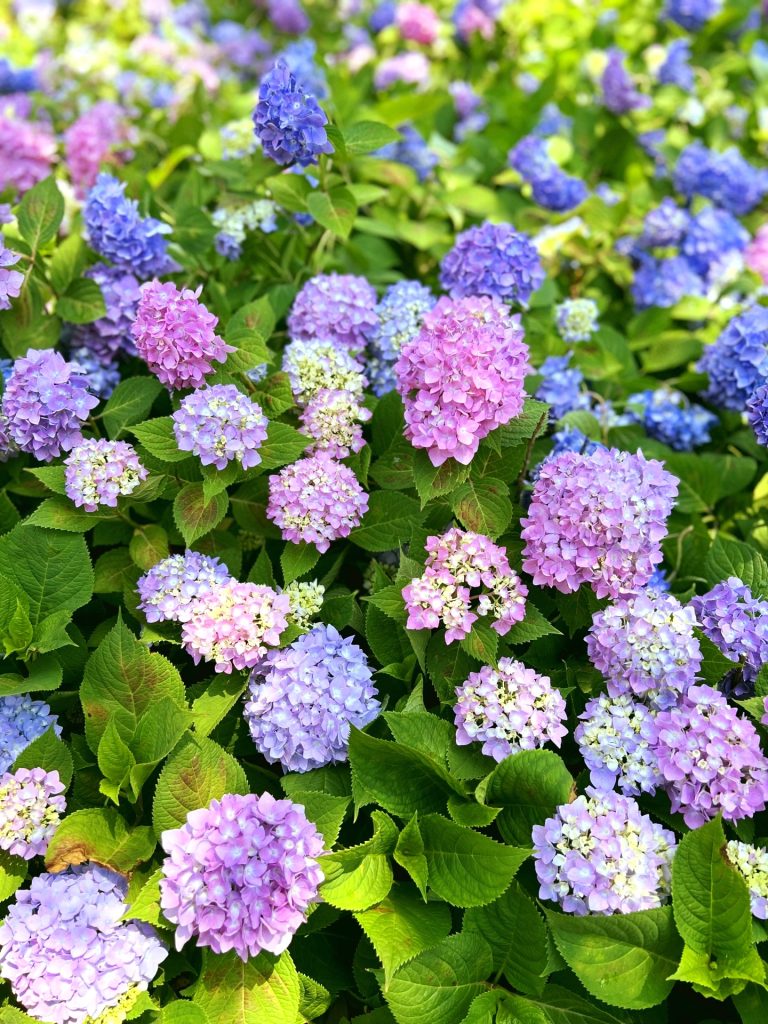 紫陽花の花 あじさいの季節です