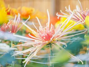菊　花言葉「信頼」「高貴」「高潔」「高尚」