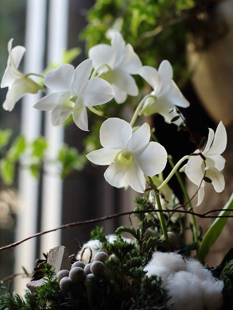 すべての美しい花の画像 新着デンファレ 花言葉 白