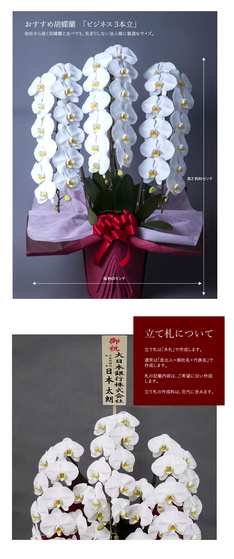 胡蝶蘭　お祝いのお花・贈りものはHANAIMOへ