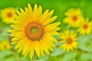 【1月〜12月】「花の名前がついた記念日」一覧｜花贈りのきっかけになる日付と由来をまとめました