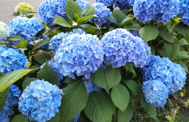 6月の花 紫陽花 梅雨時のご挨拶に