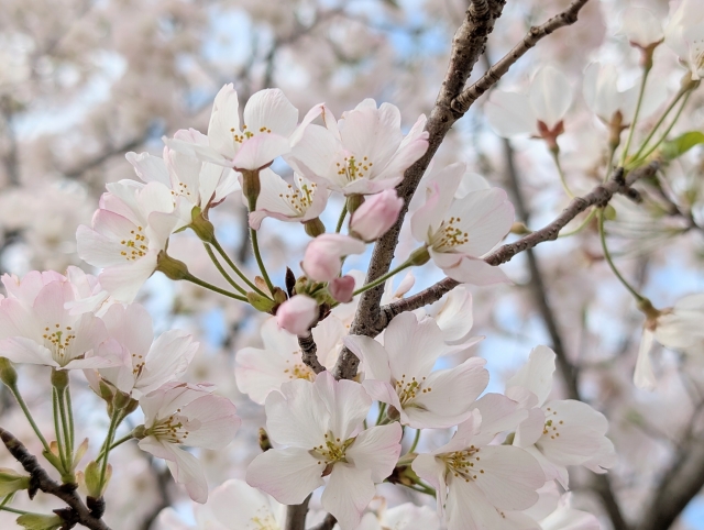 4月の花 桜 新生活に寄り添うあいさつ