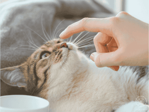 猫を飼っている人に花を贈りたいあなたへ｜安全な植物を選ぶためのガイド