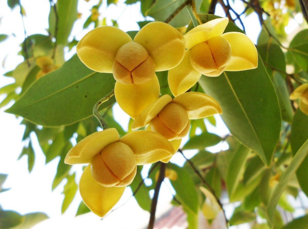 カンボジアの国花「ロムドゥオル」は、植物学上は ロムドゥオル と呼ばれる花で、学名は Sphaerocoryne affinis です。