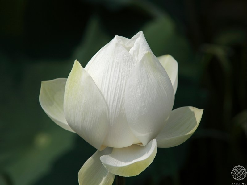 泥の中から清らかに咲くことから、高潔さの象徴とされる蓮の花。
