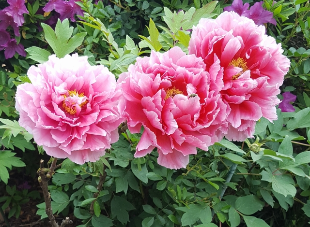 春に咲く牡丹（ぼたん）の花