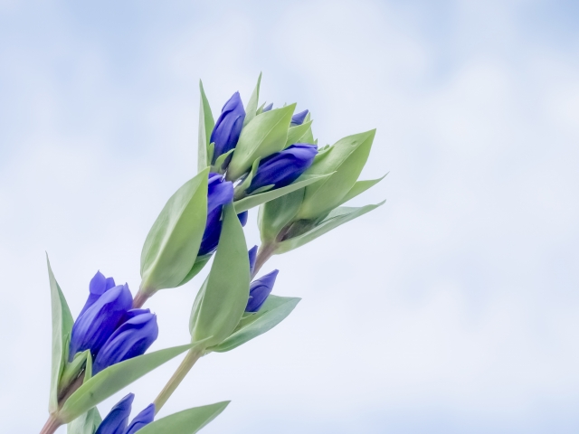 秋のお彼岸のころに花屋に並ぶ花
