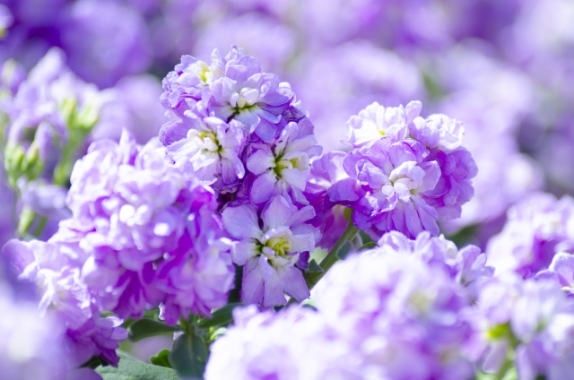 春のお彼岸に合わせる季節の花材